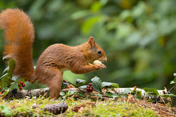 Canvas Print - Red squirrel in a forest setting with a green background.