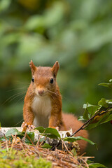 Canvas Print - Red squirrel in a forest setting with a green background.