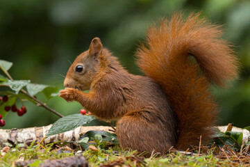 Canvas Print - Red squirrel in a forest setting with a green background.