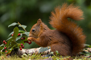 Canvas Print - Red squirrel in a forest setting with a green background.
