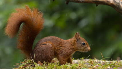 Canvas Print - Red squirrel in a forest setting with a green background.