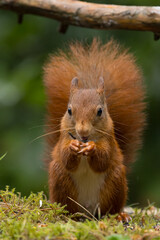 Canvas Print - Red squirrel in a forest setting with a green background.