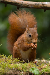 Canvas Print - Red squirrel in a forest setting with a green background.