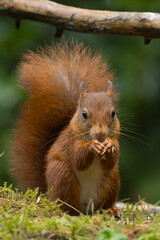 Canvas Print - Red squirrel in a forest setting with a green background.