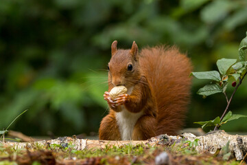 Canvas Print - Red squirrel in a forest setting with a green background.