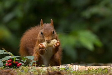 Canvas Print - Red squirrel in a forest setting with a green background.