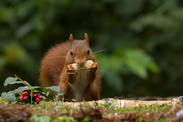 Canvas Print - Red squirrel in a forest setting with a green background.