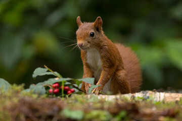 Canvas Print - Red squirrel in a forest setting with a green background.
