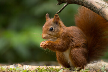 Canvas Print - Red squirrel in a forest setting with a green background.