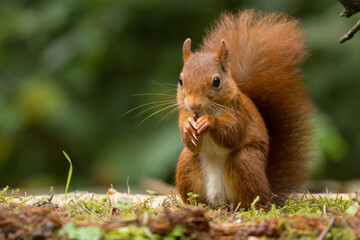 Canvas Print - Red squirrel in a forest setting with a green background.