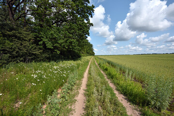 Wall Mural - spikelets. road in the field. Fresh green young unripe juicy spikelets of wheat, green field. Oats, rye, barley. harvest in spring or summer. agricultural field, agriculture, farmland, agribusiness