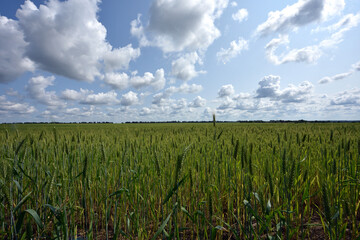 Wall Mural - spikelets. Fresh green young unripe juicy spikelets of wheat on a blurred green field. Oats, rye, barley. harvest in spring or summer, closeup of a field. agricultural field, agriculture, farmland