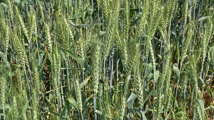 Wall Mural - spikelets. Fresh green young unripe juicy spikelets of wheat on a blurred green field. Oats, rye, barley. harvest in spring or summer, closeup of a field. agricultural field, agriculture, farmland