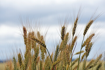 Wall Mural - spikelets of golden wheat in the field. Ripe big golden ears of wheat on a yellow background of the field. nature. The idea of a rich summer harvest, agriculture, agro-industrial complex for food.