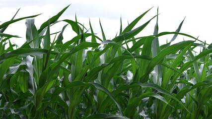 Wall Mural - green corn leaves. Corn farm. photo of corn field. concept of good harvest, agricultural. Field of corn in spring or early summer. industrial background. close-up