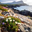 © Riski - Wildflowers blooming on rocky coast