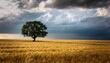 © Phoenix - Lone Tree Field Under Dramatic Sky Possible Use Nature Photography