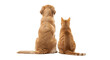 © syihab - Golden Retriever dog and ginger cat sitting together viewed from behind.