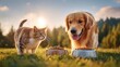 © The Little Hut - Golden Retriever Dog and Tabby Cat Sharing Pet Food Bowls in a Sunny Meadow