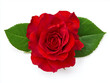 © 달지은 - A vibrant red rose in a garden, blooming beautifully, 정원에서 아름답게 피어난 선명한 빨간 장미