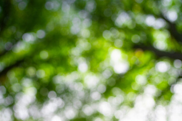 Wall Mural - Green leaf background. Green leaf forest on blurred greenery background. Bokeh background. Green nature background. Green leaf in forest. Leaves plants blurred backdrop.