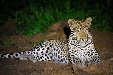 Wall Mural - A leopard (Panthera pardus) resting on the ground during the night, Madikwe game reserve, South Africa