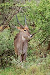 Wall Mural - A male waterbuck antelope (Kobus ellipsiprymnus) in natural habitat, Mokala National Park, South Africa