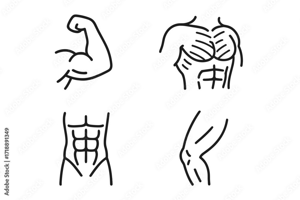 Simple Muscles Design Simple Linear Muscle Outline Collection with Editable Stroke for Web ...