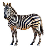 zebra isolated on white background