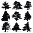 © Fouzia - Collection of diverse cedar tree silhouettes isolated on white background