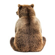 © kageyama - A close-up view of a brown bear sitting with its back turned. its thick fur and robust physique. set against a plain white background emphasizing its natural beauty