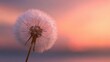 © AR - A delicate dandelion against a soft, warm sunset symbolizes hope and comfort, suitable for condolence and support cards during times of loss