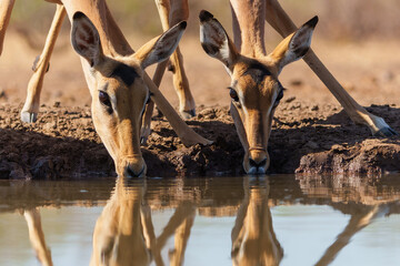 Wall Mural - Impala drinking in the early morning at a waterhole in Mashatu Game Reserve in the Tuli Block in Botswana