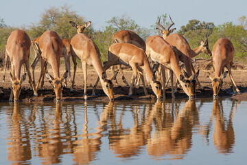 Wall Mural - Impala drinking in the early morning at a waterhole in Mashatu Game Reserve in the Tuli Block in Botswana