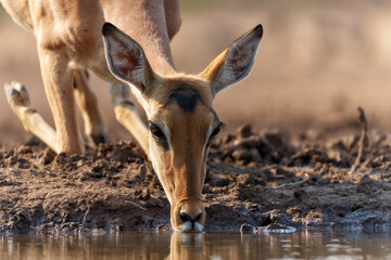 Wall Mural - Impala drinking in the early morning at a waterhole in Mashatu Game Reserve in the Tuli Block in Botswana