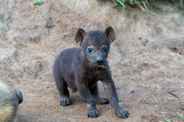 Wall Mural - Spotted Hyena cub at the den. The hyena mother was nursing her curious cubs at the den with sunrise in Sabi Sands Game Reserve in South Africa
