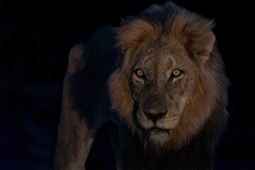Wall Mural - Dominant male lion hunting in the spotlight in the night in Sabi Sands Game Reserve in the Greater Kruger Region in South Africa 