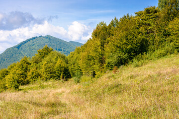 Wall Mural - forest and grassy meadows on hills under cloudy autumnal sky. beautiful countryside in fine autumn weather. nature scenery of outskirts in carpathian mountains on a sunny day