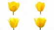 © sama - Four yellow tulips on a white background scene motion figure emotion colorful illustration elements cartoonish layers design expression backgrounds movement composition style gesture