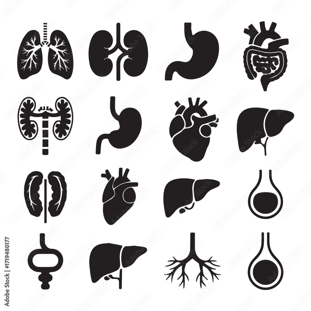 Vektor Primary: "Anatomical Human Body with Internal Organs Silhouette ...