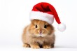 © Rawpixel.com - Christmas animal image mammal rodent pet.