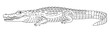 © Artem - Crocodile in profile line drawing style against white background