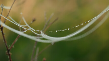 Delicate spiderweb adorned with glistening water droplets, capturing the beauty of natures intricate design in a serene outdoor setting