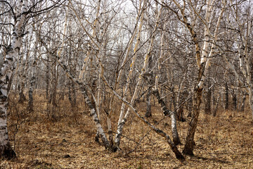 Wall Mural - bare birches in grove, Petropavlovsk-Kamchatsky