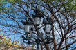 Wrought iron street lamp surrounded by pigeons and trees on a clear day in Guadalajara, Mexico