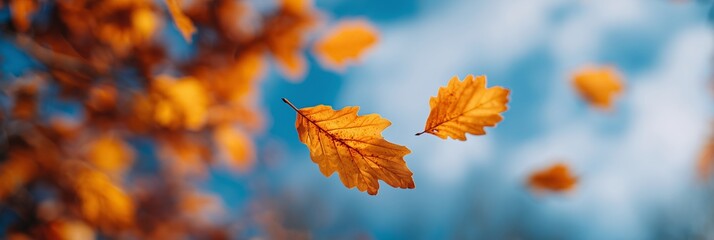 Wall Mural - flying autumn leaves and acorns in sunlight, seasonal banner with warm fall vibes