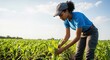 © Vasiliy - A female farmer inspecting a young corn plant in a sunny agricultural field. Agronomist checking crop growth. Modern farming and food production concept