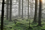forest in the fog