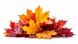 © Vader Stocker - Pile of Colorful Maple Leaves Isolated on White Background Autumnal Display