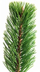 detailed close up of green pine branch on white background